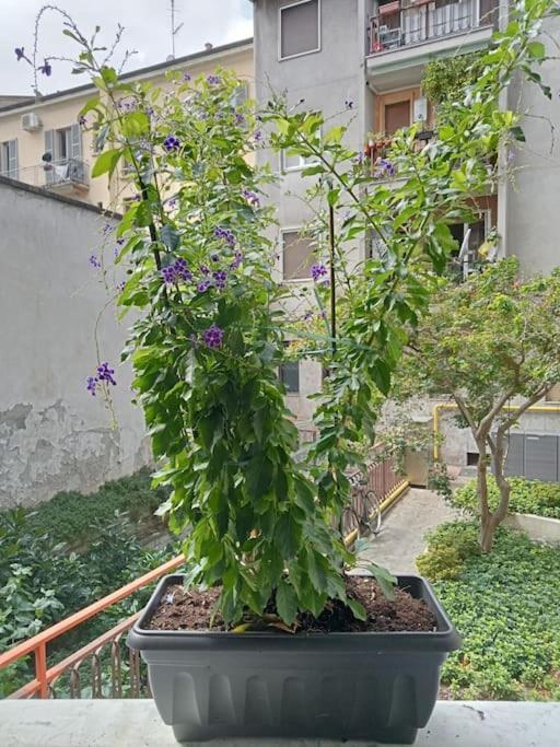 Apartmán Il Grande Blu Milán Exteriér fotografie